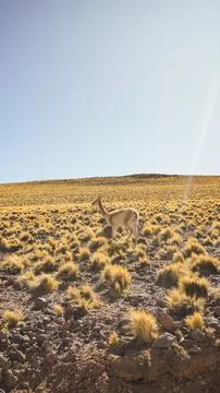 Atacama Stock Photos