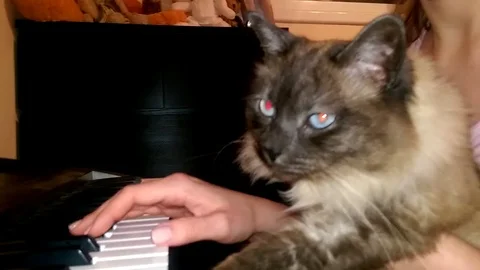 Atai sad cute cat playing the piano Stock Footage 80064004