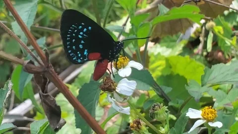 Atala Stock Footage 168584118