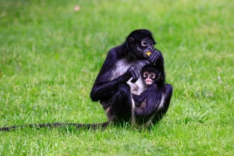 ATELES GEOFFROYI 写真素材