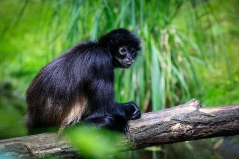 ATELES GEOFFROYI 写真素材