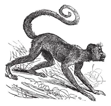 Ateles paniscus or Red-faced spider monkey. Vintage engraving. Stockillustratie