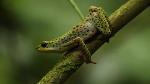 Atelopus balios close up shot Stock Footage 64199719