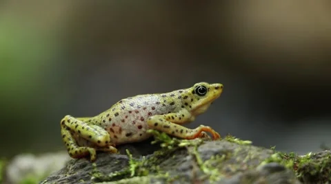 Atelopus balios close up with water background score Stock Footage 64199762