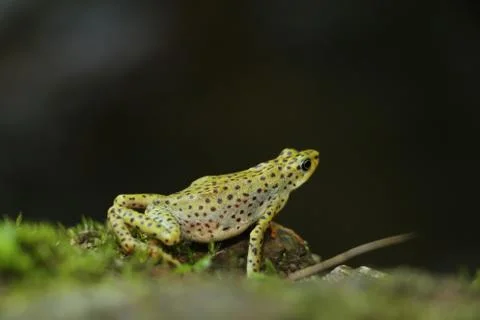 Atelopus balios 스톡 사진