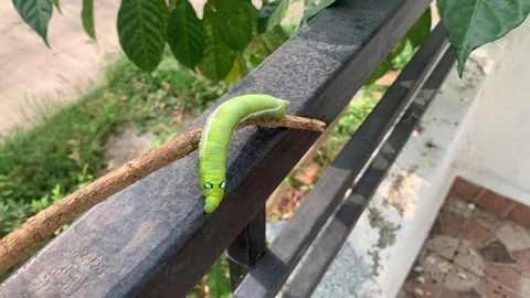 Aterpillar on the tree branch and wall Stock Footage 290168265