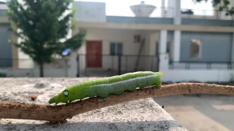 Aterpillar on the tree branch and wall Video stock 290168341