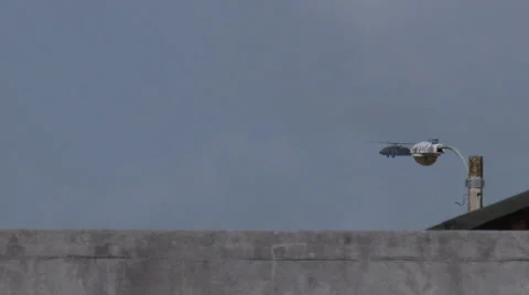 ATF Black Hawk helicopter 5 Stock Footage 40392675