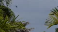 ATF Black Hawk helicopter behind trees 2 Vídeos en HD