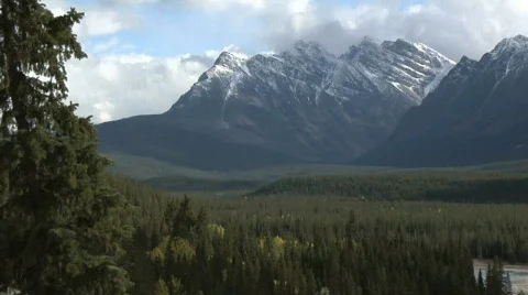 Athabasca Valley MS forestfloor Stock Footage 139686