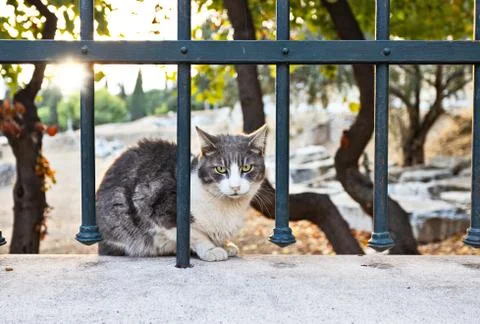 Athens cats at sunset Stock Photos