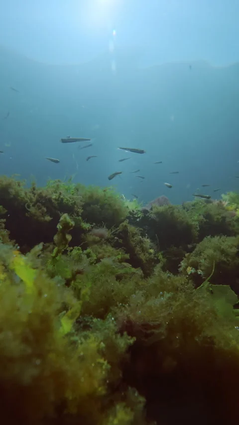 Atherina fish school over colourful patterned seabed algae carpet underwater. Stock Footage 345872364
