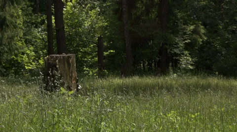 Athlete in the forest Video stock 39844743