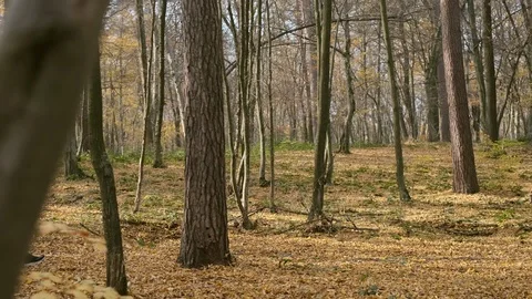Athlete Jogging In The Forest. Vídeos de archivo 120651696
