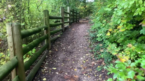 Athlete Jogging on Trail in the Forest Stock Footage 321347824