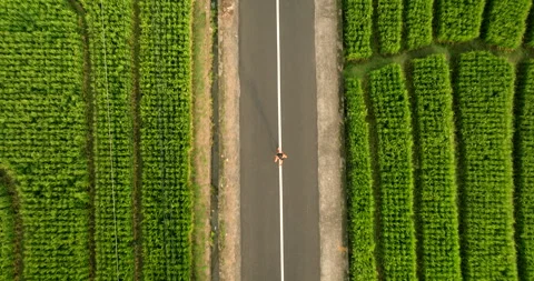 Athlete jogs in middle of road between lush green rice paddies, top down Video stock 268839659