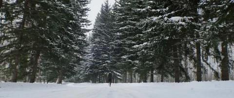 Athlete run at flat snowy road in winter forestr. Winter sport, training outdoor Stock Footage 120292249