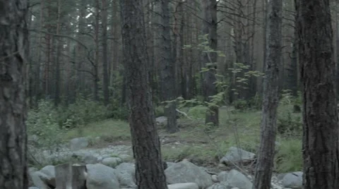 Athlete running in the woods 動画素材 62907863