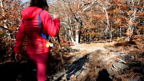 Athlete to trekking through forests  Stock Footage 82564921