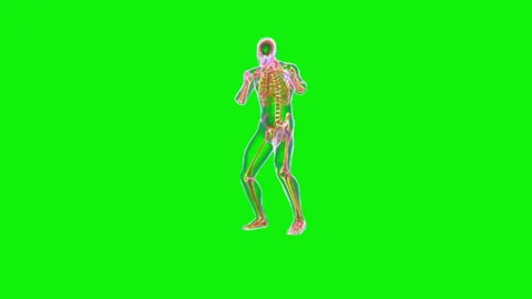 Athlete X-Ray Boxing, Front View, Seamless Loop, Green Screen Chromakey Stock-Footage 147675822