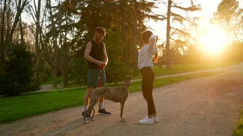Athletic couple stretching with greyhound in park at sunset Stock Footage 333235191