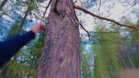An athletic man jumps up and climbs a tall tree in the forest. Vídeos de archivo 334959908