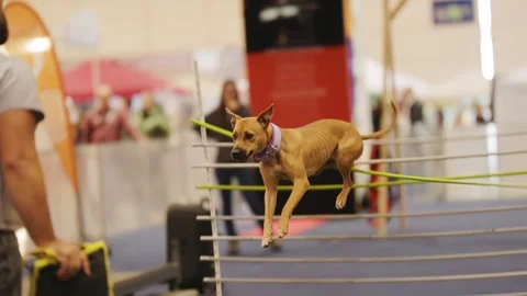 Athletic pitbull mix jumping over hurdle in agility competition Vídeo Stock 328459663