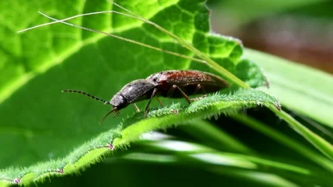 Athous haemorrhoidalis Beetle on a leaf. Stockbeeldmateriaal 147839915