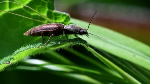 Athous haemorrhoidalis Beetle on a leaf. Stock Footage 147840115