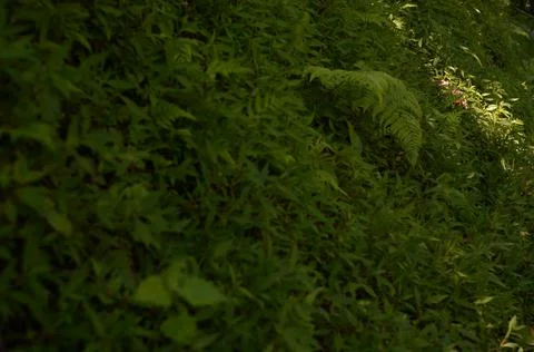 Athyrium leaf Stock Photos