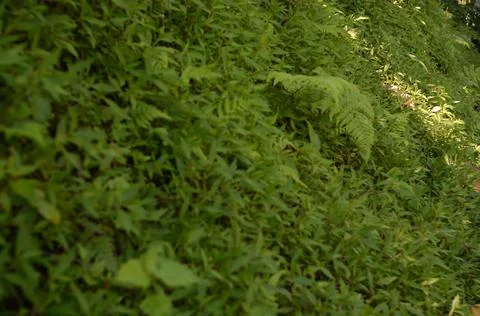 Athyrium Stock Photos