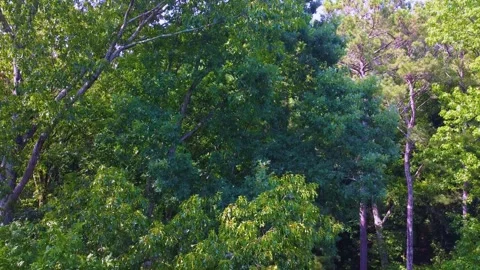 Atl shot 1 Stock Footage 244603729