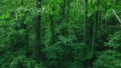 Atl shot 2 動画素材 244603784