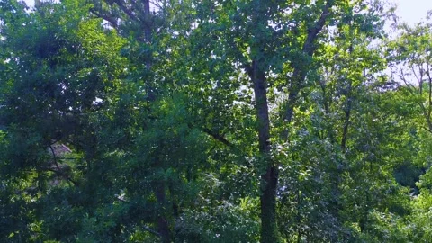 Atl shot 3 Stock Footage 244603766