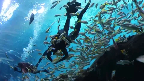 ATLANTA, GA, USA – JULY 26: Fish Swim with Diver at Aquarium Stock Footage