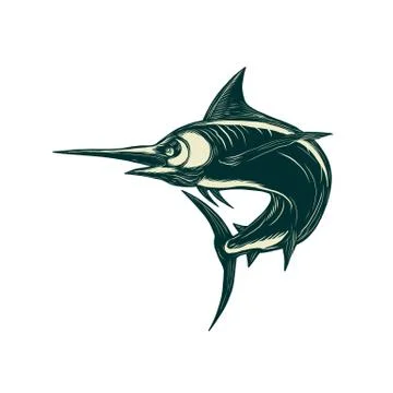Atlantic Blue Marlin Scraperboard Stock Illustration
