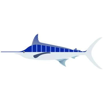 Atlantic blue marlin sharp nose fish vector illustration 스톡 일러스트