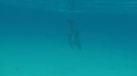 Atlantic Bottle Nose Dolphins Stock Footage 10755644