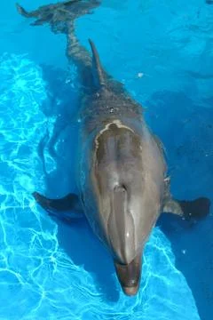 Atlantic Bottlenose dolphin Stock Photos