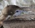Atlantic Brown Pelican Photo
