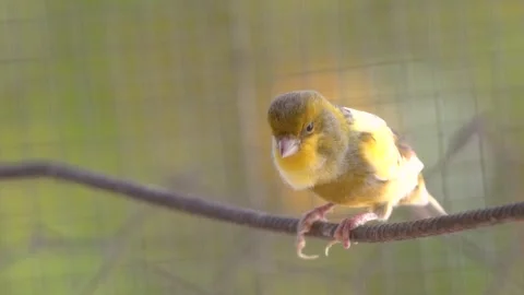 Atlantic canary bird sing, singing or chirping at cage. 動画素材 274081230