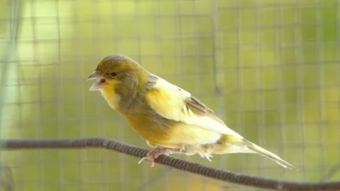 Atlantic canary bird sing, singing or chirping at cage. 動画素材 274082043