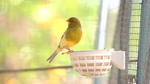 Atlantic canary bird sing, singing or chirping at cage. Vídeos de archivo 274082044