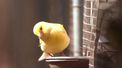 Atlantic canary bird sing, singing or chirping at cage. 動画素材 274082133