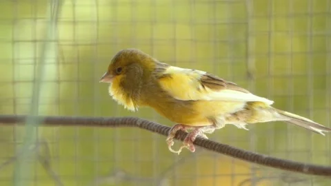 Atlantic canary bird sing, singing or chirping at cage. 動画素材 274083058