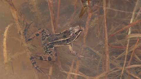 Atlantic Coast Leopard Frog in Puddle in New Jersey - Rana kauffeldi 스톡 동영상 98398564