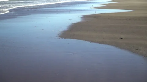 Atlantic Coast With Strong Wind Sweeping the Sand and the Birds, Argentina. Stock Footage 194649385