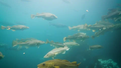 Atlantic Cod and Saithe Swimming in Aquaculture Tank, Norway Underwater Stock Footage 272436982