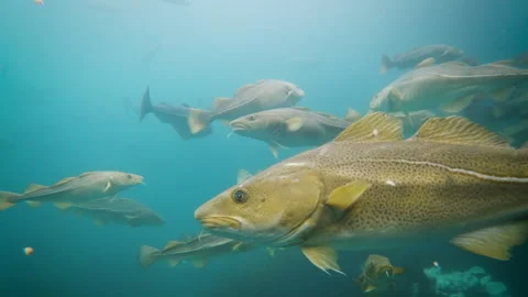 Atlantic Cod and Saithe Swimming in Aquaculture Tank, Norway Underwater Stock Footage 272438227