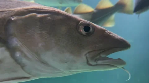 Atlantic Cod Close-Up Underwater 動画素材 337364512